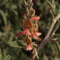 Indigofera oblongifolia Forssk.